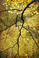 arbre 12_11_2010n01